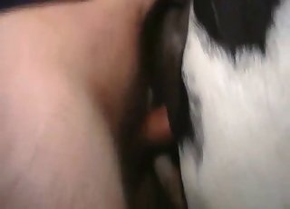 Real intense fucking for a horse pussy