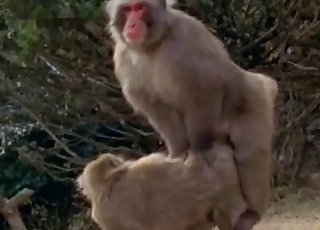 Video porno com macaco