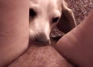 Porn video for tag : Red hair suck dog - Page 3