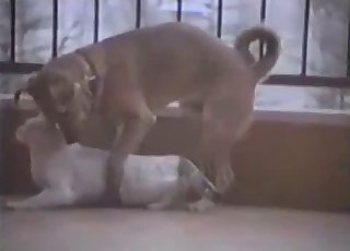 Cute kitty is gonna fuck a hot doggo