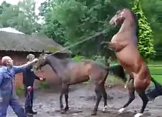 ม้าสีน้ำตาลสุดสั่่งกำลังร่วมรักกับหญิงสาวอย่างร้อนแรง