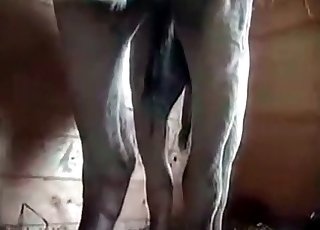 Beautiful animal pounds a passionate crack