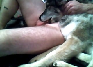 Dog eating my hard dick in bedroom