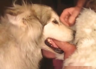 Dogs