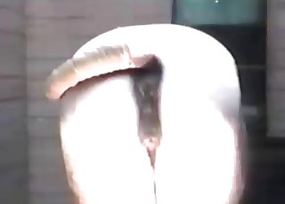 Close-up action with tight horse cunt