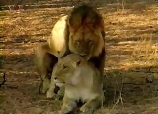 Incredible action with a young lion