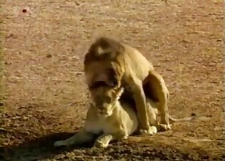 Lion Videos / Zoo Zoo Sex Porn Tube / Most popular Page 1