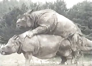 Two HUGE animals fucking like crazy