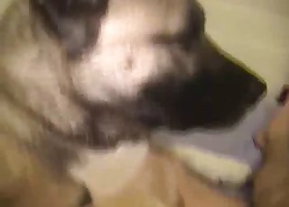 Sexy doggy eating her wide-opened cunt