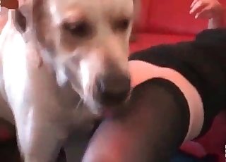 320px x 230px - Girl with tight pussy and a dog - Zoo Zoo Sex Porn Tube