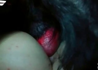 Primer plano de acción con un perrito negro sudoroso y húmedo