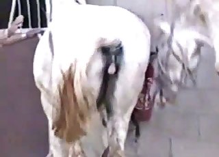 Konj i zena porno