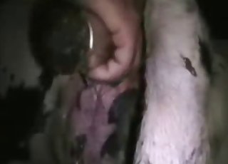 Passionerat bestialitet i ladugården med fuktiga läppar och doft av heno
