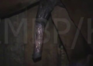 Submissive guy wants that horse cock