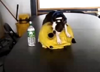 Cute pet is being created for bestiality