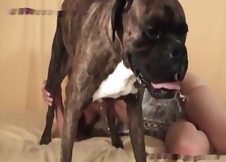 Dog's lapping that juicy pussy like crazy