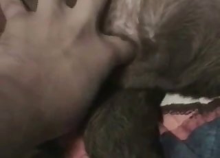 Leke med stram rumpa på en hottis hund