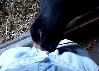 Dude gets a nice POV blowjob here