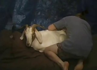 Screwing my own doggy in the bedroom