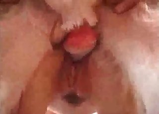 Sweet brunette and her trained animal