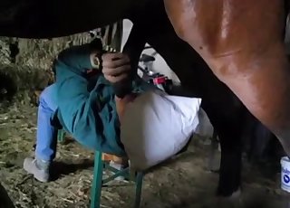 Muscled horse is peeing on her face