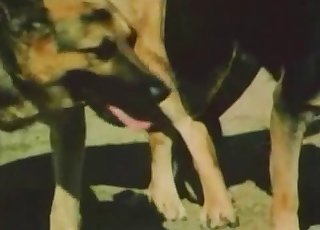Seksi köpeklerin etkileyici sergisi, çıplak ve çekici yavrular