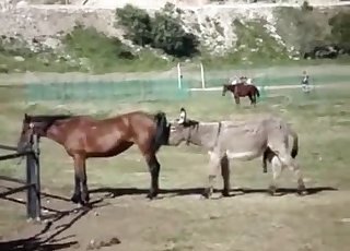 Two mules banging nice in doggy style pose