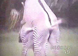 Zebra has a very massive hard boner