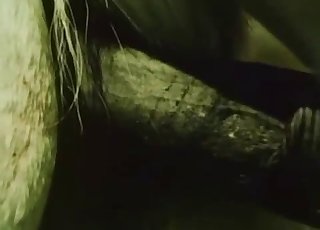 Two white horses fucking outdoors