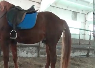 Beautiful brown horse in amazing bestiality