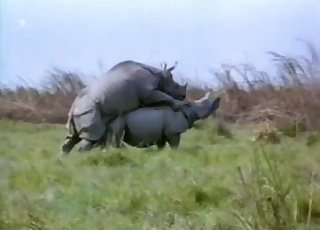 Sexy rhinos are banging in the desert