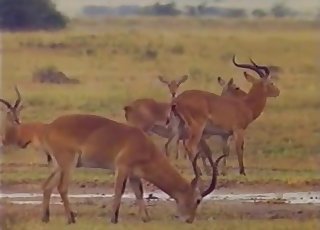 Wild animals having amazing sex on cam