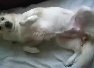 Close-ups and beyond, enjoy zoo porn