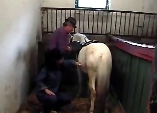 Brunette zoophile jerks off huge animal dick