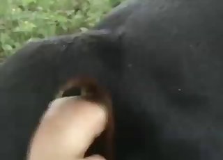 Destroying animal outdoors, enjoy