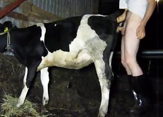 Cow sex free porn pictures