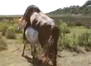 Brown and white ponies having sex