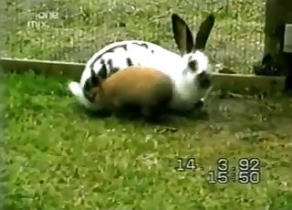 Two cute rabbits having wild sex in barn