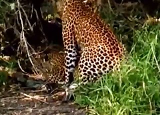 Tigers having wild sex in the desert