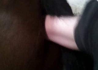 Shoving my loaded boner in horse ass