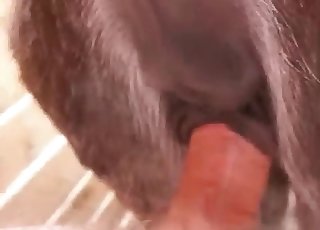 Banging a young horse