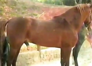 Horse Sekx Türkce