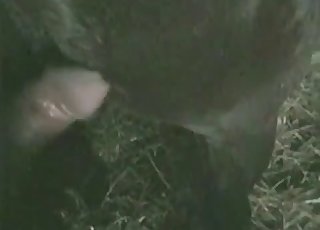 Filthy as hell barn bestiality XXX action