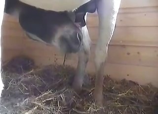 You're gonna see the hottest horse load