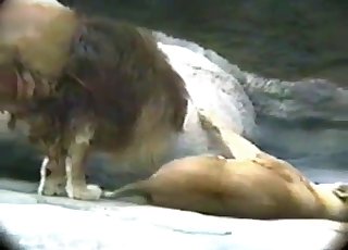 Hollywood Sex Animal - Lion Videos / Zoo Zoo Sex Porn Tube / Most popular Page 1