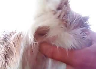 Close-up shots of a horny animal hole