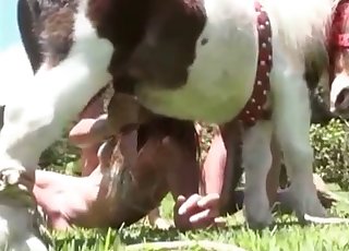 Amazing pony nicely sucked by horny zoofil