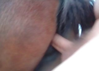 Horse is being penetrated from behind in the hot POV angle