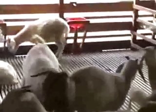 Goats starring in the GOAT zoo vid