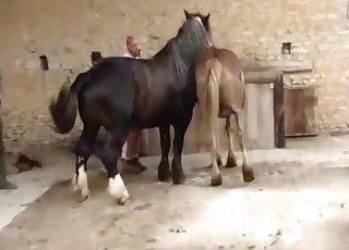 Two horses having nice sex in doggy pose